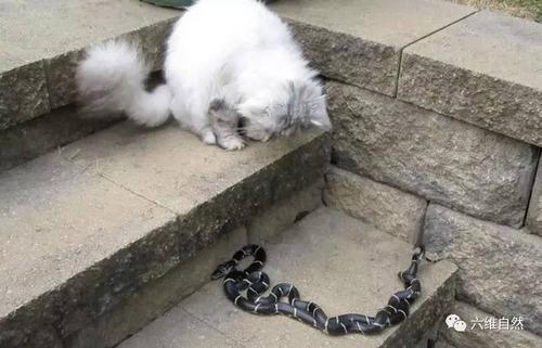 懒懒的猫猫蛇
