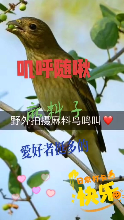 麻料鸟单口叫声mp3截图3