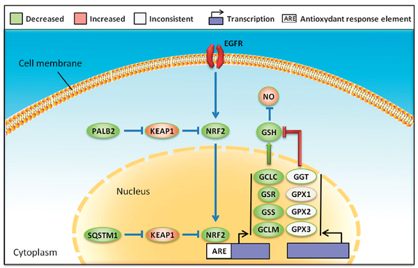 NrF2全称