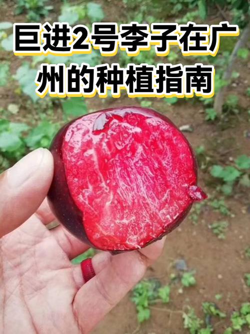 巨进二号李子详细介绍和历史