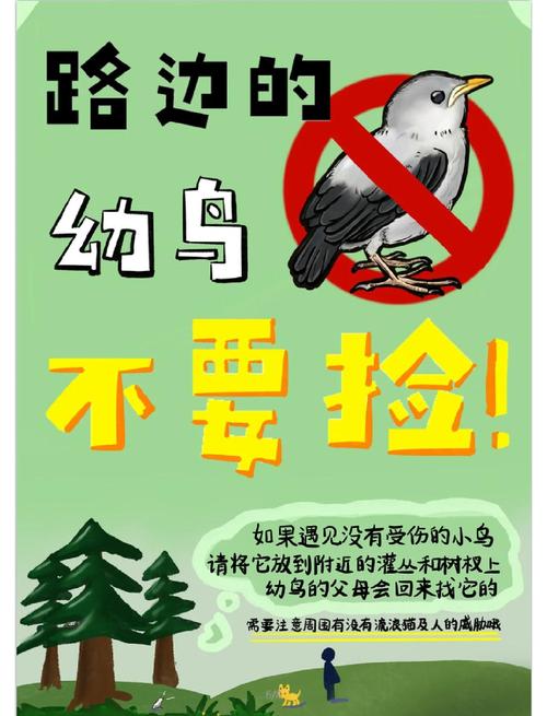 拯救小鸟 拯救小鸟
