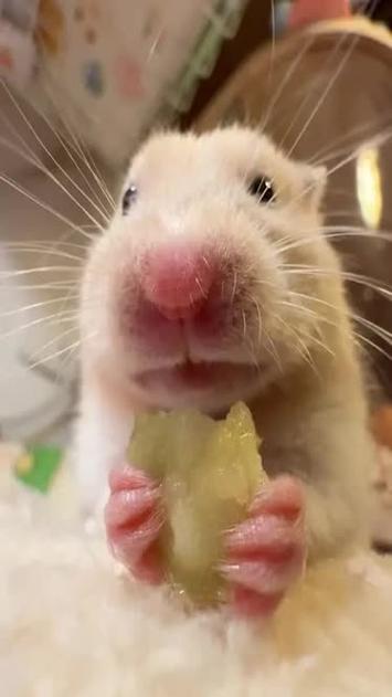 仓鼠吃小仓鼠吗