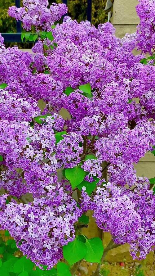 丁香花的图片截图2
