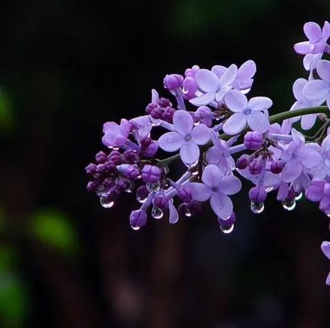 丁香花的图片截图3