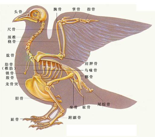 龙骨突是什么部位图片