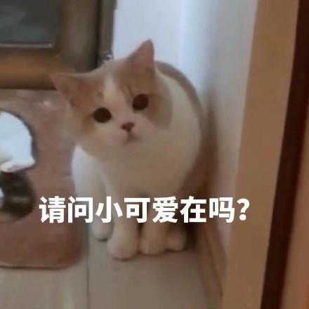 小可爱在吗表情包 小可爱在吗表情包