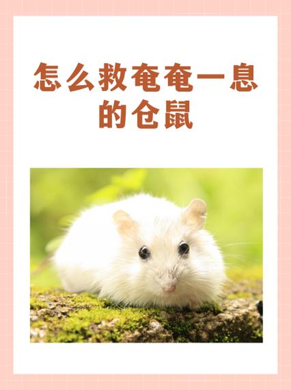 仓鼠怎么训练