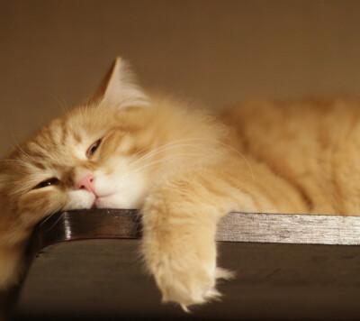 懒猫 懒猫