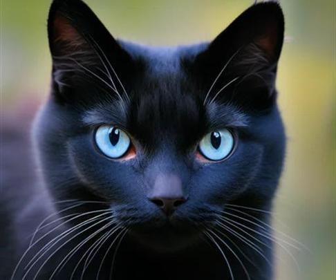 黑猫的灵性有多可怕