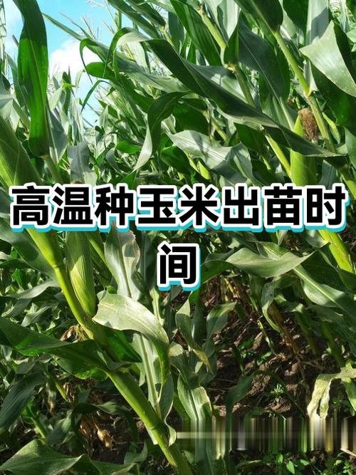 玉米种多深出苗好截图2