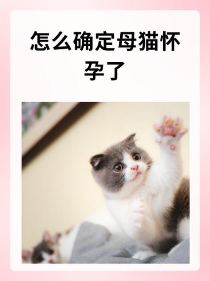 猫咪怀孕肚子多大 猫咪怀孕肚子多大