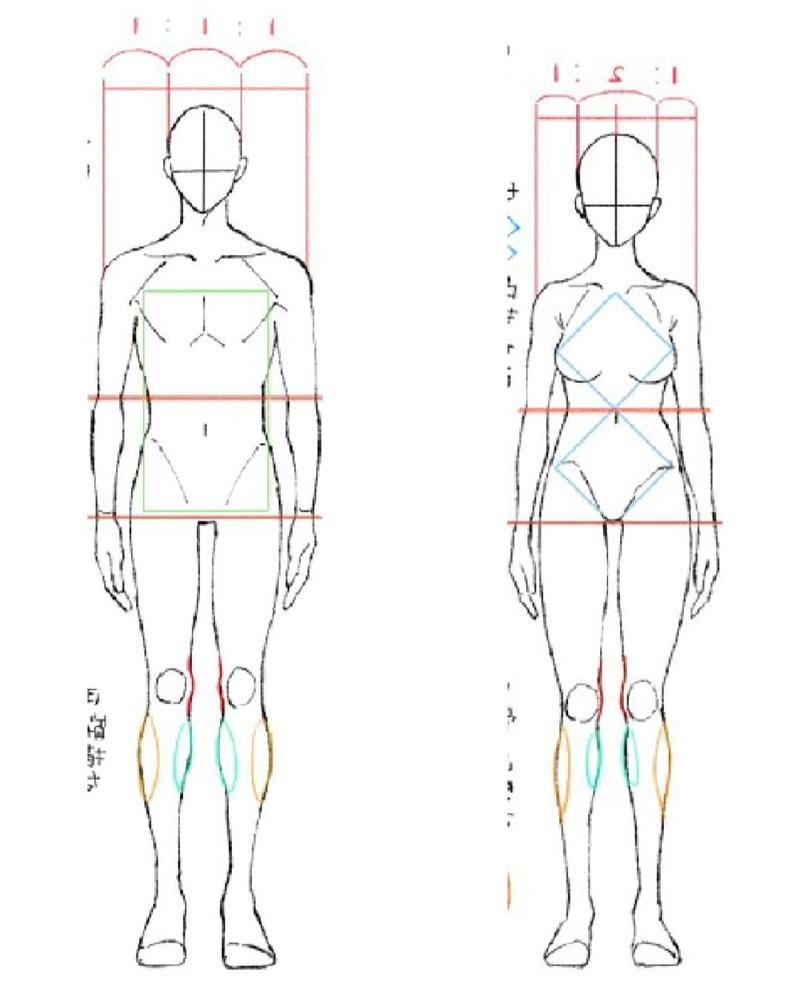 女性身体画法