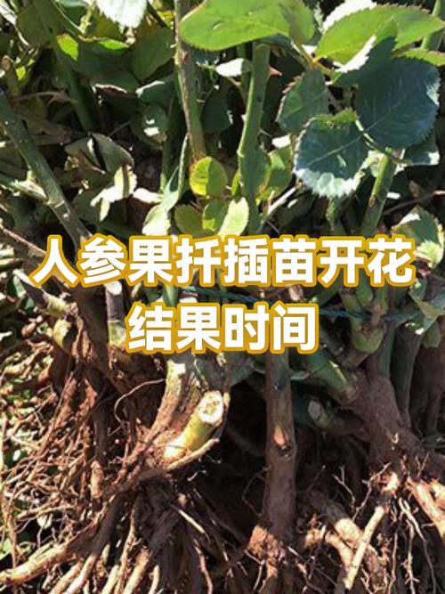人参果开花不结果怎么办