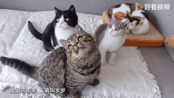 3只猫是聚财还是破财