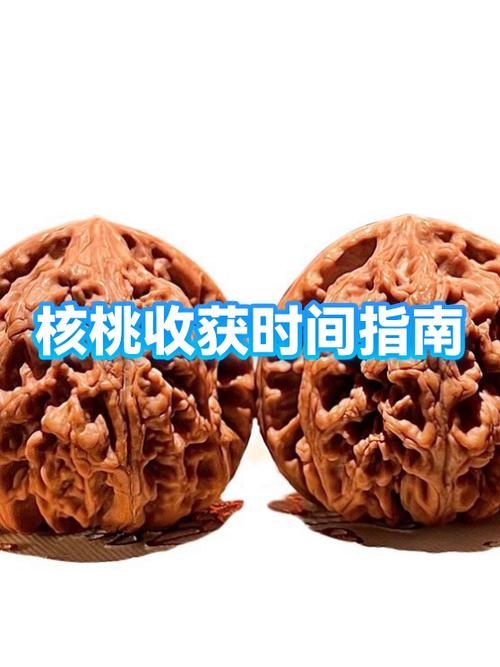 正确盘核桃的方法 正确盘核桃的方法
