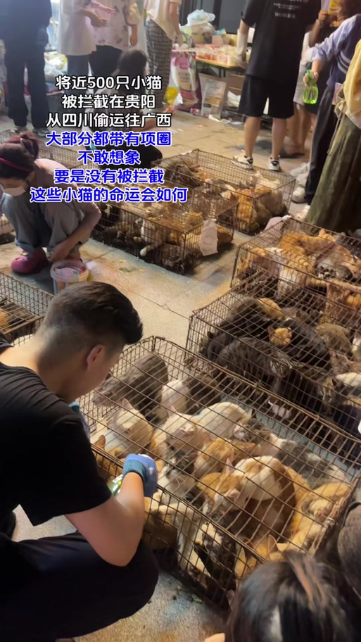 想把猫送走应该送哪里