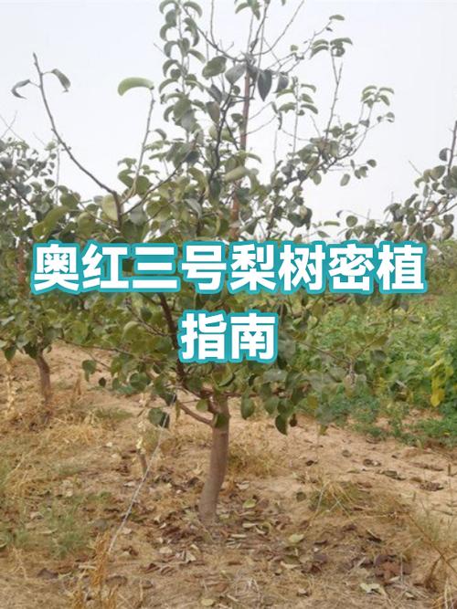梨一亩种多少棵