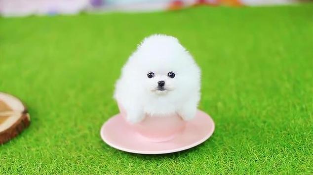 茶杯犬50元一只咬不咬人
