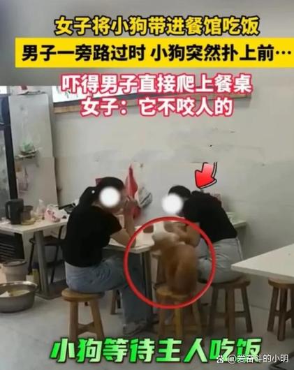 茶杯犬50元一只咬不咬人截图3