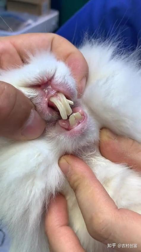 仓鼠咬笼子怎么办 仓鼠咬笼子怎么办