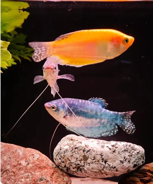 水族论坛观赏鱼之家 水族论坛观赏鱼之家