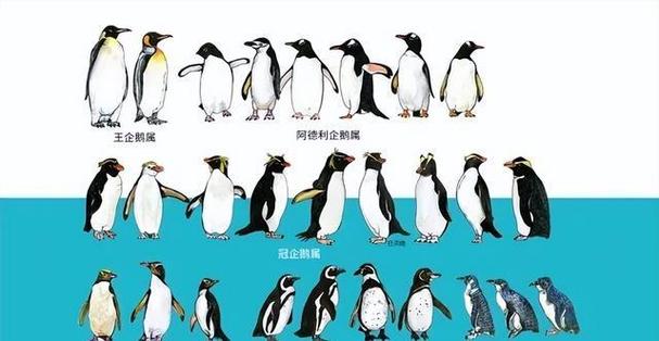 为什么没有人吃企鹅