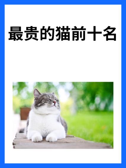 名猫排行榜前十名截图3