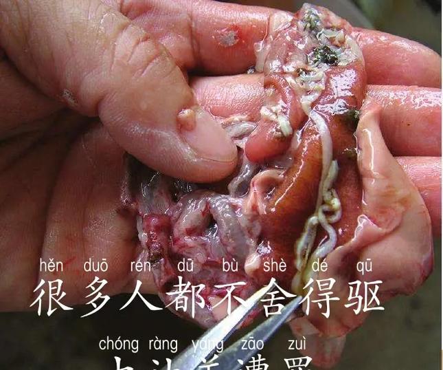 清血寄生虫
