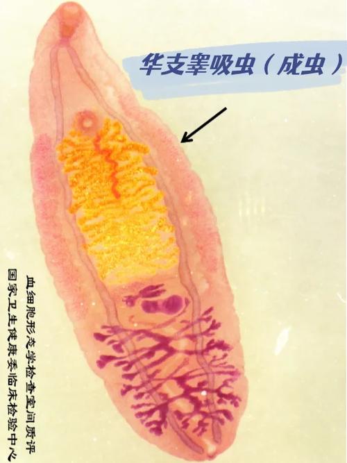 清血寄生虫截图2