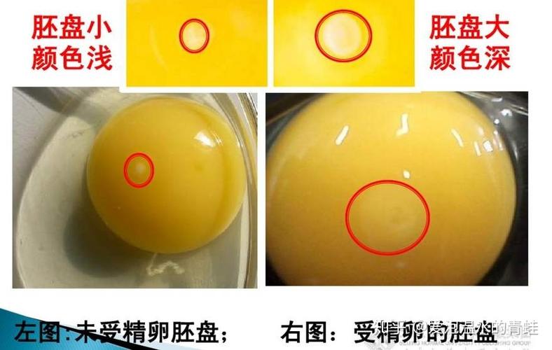 鸡为什么生小鸡蛋截图2