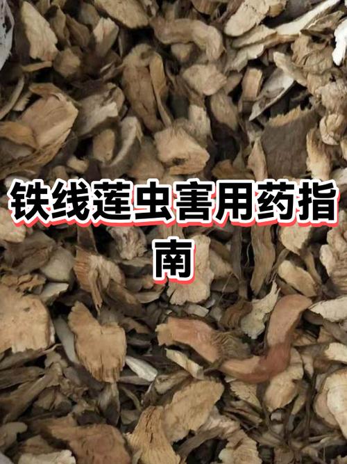 中药出虫会影响药效吗