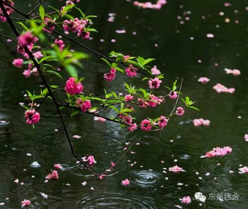 落花的67个雅称 落花的67个雅称