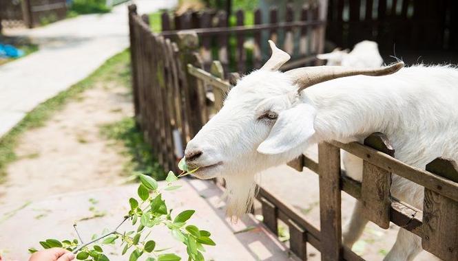 成群结队的生肖是哪个截图1