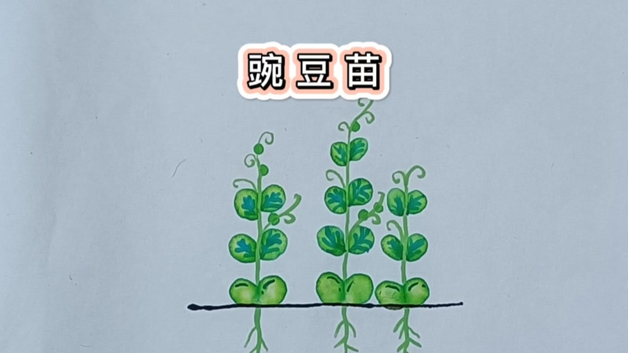 豆苗的生长过程图片