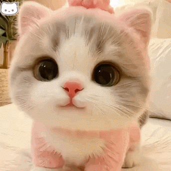 会动的猫的表情代码