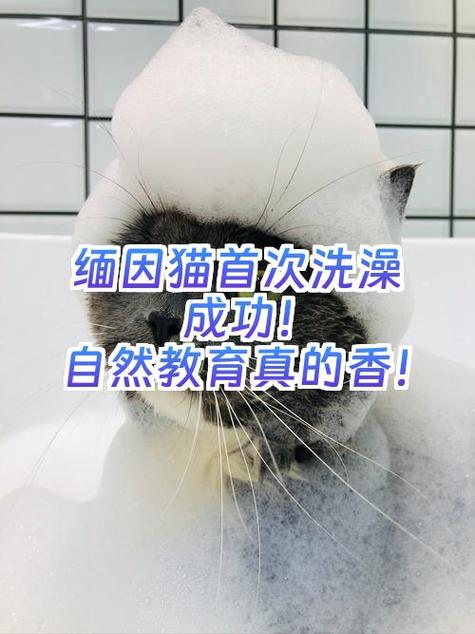 猫咪多大可以洗澡