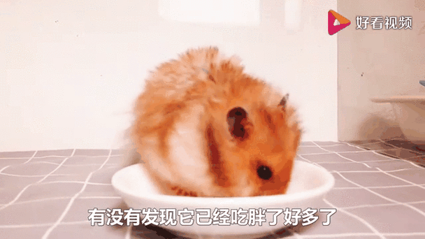 仓鼠吃猪肉吗 仓鼠吃猪肉吗