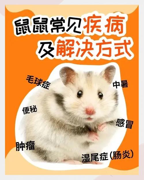 仓鼠脱肛后怎么护理
