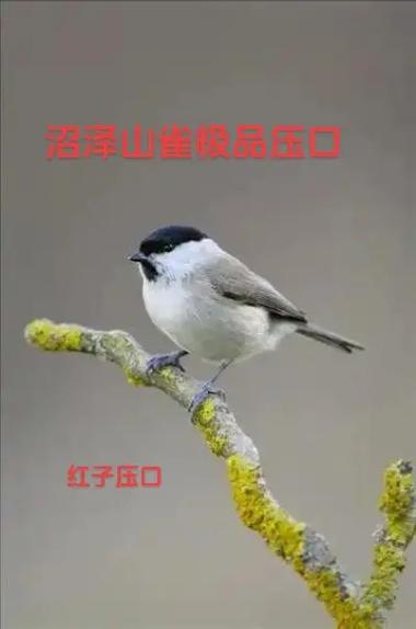 红子鸟叫声十三口mp3 红子鸟叫声十三口mp3