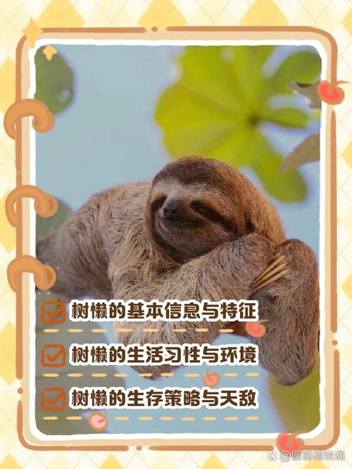 树懒acc词语