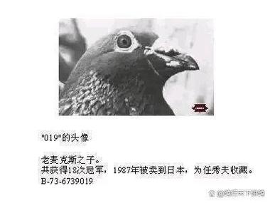 荒野大镖客2小白鹭羽毛