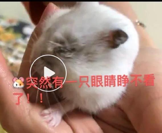 仓鼠吃小仓鼠怎么办