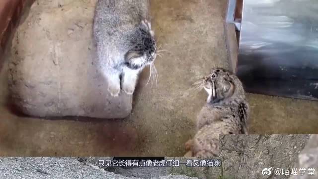 跟我学猫叫一起喵喵喵