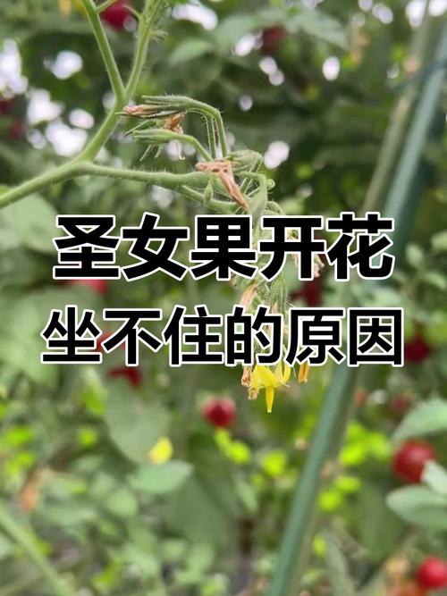圣女果为什么只开花不结果