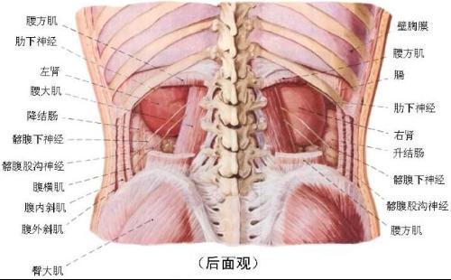女人左侧疼痛位置图