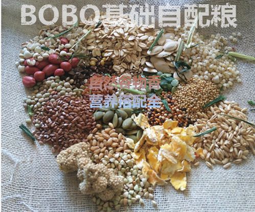 仓鼠吃的五谷杂粮
