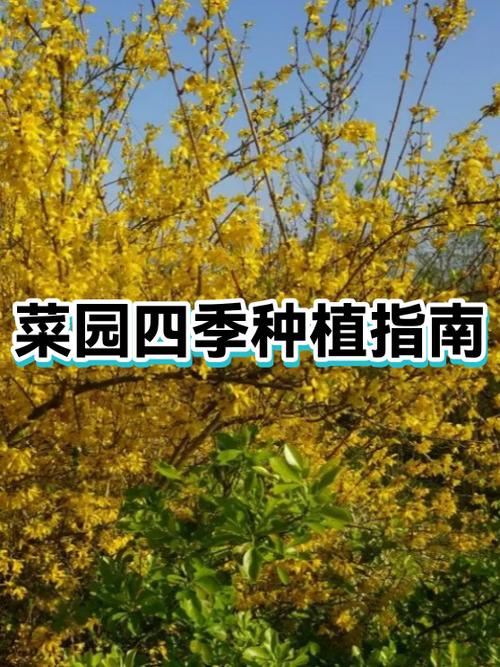 4一5月能种什么菜好呢