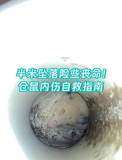被仓鼠咬几天过危险期