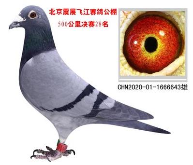 中国信鸽信息网官网手机版图标