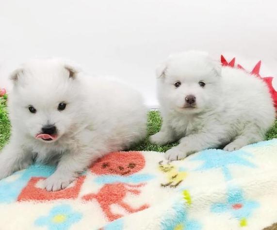 银狐犬为什么不建议养